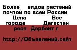 Более200 видов растений почтой по всей России › Цена ­ 100-500 - Все города  »    . Дагестан респ.,Дербент г.